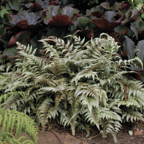 Wietlica japońska odmiana barwna -Athyrium niponicum var. pictum Wietlica japońska odmiana barwna -Athyrium niponicum var. pictum