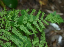 Wietlica samicza- Athyrium filix-femina 'Vernoniae Cristatum'