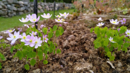 Zawilczyk rutewkowaty 'Rosea'