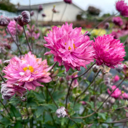 Zawilec japoński 'PUFF Pink'