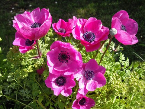 Zawilec wieńcowy- Anemone coronaria 'Sylphide' (p9)