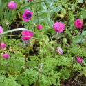 Zawilec wieńcowy- Anemone coronaria 'Sylphide' (p9)