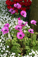 Zawilec wieńcowy- Anemone coronaria 'Sylphide' (p9)