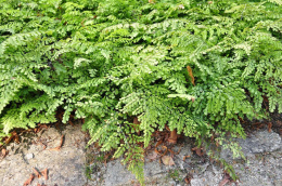 Adiantum venustum