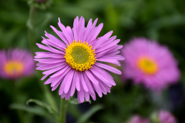 Aster alpejski- Aster alpinus 'Happy End' (p9)