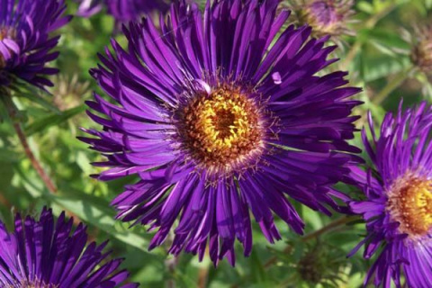 Aster nowo angielski- Aster novae-angliae 'Helen Picton'