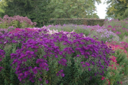 Aster nowo angielski- Aster novae-angliae 'Helen Picton'