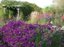 Aster nowo angielski- Aster novae-angliae 'Helen Picton'