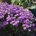 Aster nowo angielski- Aster novae-angliae 'Purple Dome' (p9)