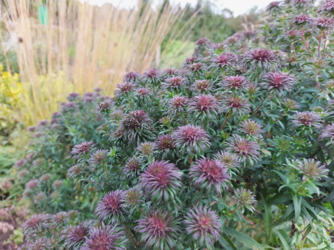 Aster ogrodowy - Aster 'Ann Leys' (p9)