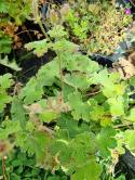 Bodziszek Renarda- Geranium renardii 'Zetterlund'