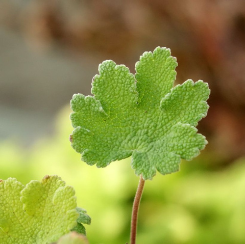 Bodziszek Renarda- Geranium renardii 'Zetterlund'