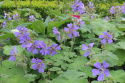 Bodziszek Renarda- Geranium renardii 'Zetterlund'