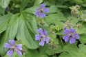 Bodziszek Renarda- Geranium renardii 'Zetterlund'