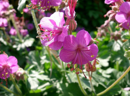 Bodziszek korzeniasty- Geranium macrorrhizum 'Olimpic Fire' (p9)