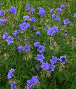 Bodziszek łąkowy- Geranium pratense 'Azure Skies' ®