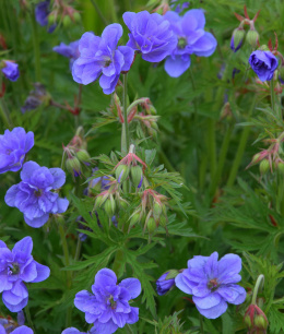 Bodziszek łąkowy- Geranium pratense 'Azure Skies' ®