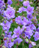 Bodziszek łąkowy- Geranium pratense 'Azure Skies' ®