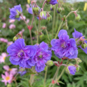 Bodziszek łąkowy- Geranium pratense 'Azure Skies' ®