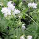 Bodziszek łąkowy- Geranium pratense 'Laura' ® (p9)