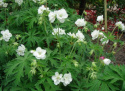 Bodziszek łąkowy- Geranium pratense 'Laura' ® (p9)