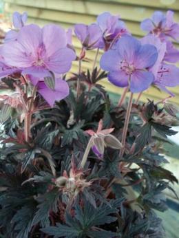 Bodziszek łąkowy- Geranium pratense 'Hocus Pocus' (p9)