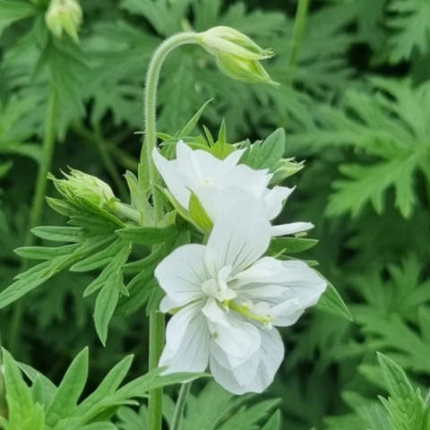 Bodziszek łąkowy- Geranium pratense 'Laura' ® Bodziszek łąkowy- Geranium pratense 'Laura' ®