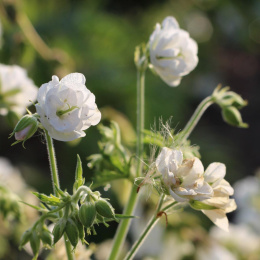 Bodziszek łąkowy- Geranium pratense 'Laura' ®