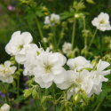 Bodziszek łąkowy- Geranium pratense 'Laura' ®