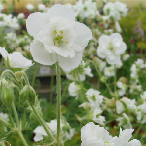 Bodziszek łąkowy- Geranium pratense 'Laura' ® Bodziszek łąkowy- Geranium pratense 'Laura' ®