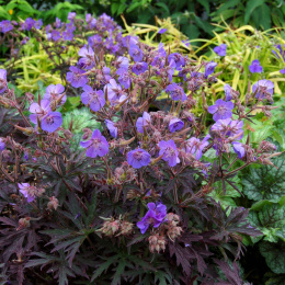 Bodziszek łąkowy- Geranium pratense 'Midnight Reiter' ®