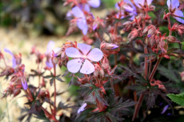 Bodziszek łąkowy- Geranium pratense 'Midnight Reiter' ®