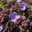 Bodziszek łąkowy- Geranium pratense 'Midnight Reiter' ®