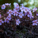 Bodziszek łąkowy- Geranium pratense 'Midnight Reiter' ®