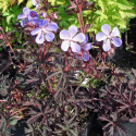 Bodziszek łąkowy- Geranium pratense 'Midnight Reiter' ®