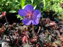 Bodziszek łąkowy- Geranium pratense 'Midnight Reiter' ®