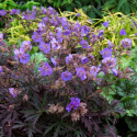 Bodziszek łąkowy- Geranium pratense 'Midnight Reiter' ® (p9)