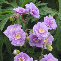 Bodziszek łąkowy- Geranium pratense 'Summer Skies' (p9)