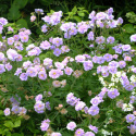 Bodziszek łąkowy- Geranium pratense 'Summer Skies' (p9)