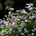 Bodziszek łąkowy- Geranium pratense 'Summer Skies' (p9)