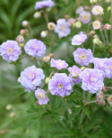 Bodziszek łąkowy- Geranium pratense 'Summer Skies' (p9)