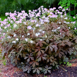 Bodziszek plamiasty- Geranium maculatum 'Espresso' (p9)