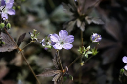 Bodziszek plamiasty- Geranium maculatum 'Espresso' (p9)