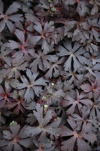 Bodziszek plamiasty- Geranium maculatum 'Espresso'