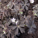 Bodziszek plamiasty- Geranium maculatum 'Espresso'