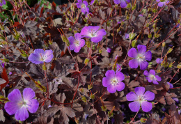 Bodziszek plamiasty- Geranium maculatum 'Stormy Night'