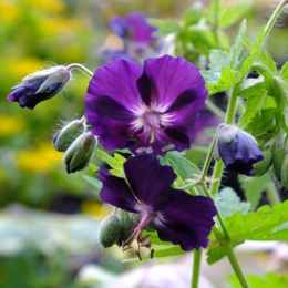 Bodziszek żałobny- Geranium phaeum 'Raven' (p9)