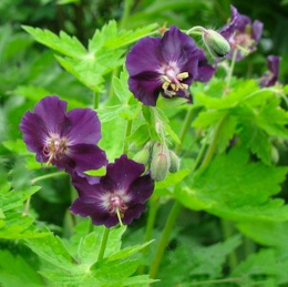 Bodziszek żałobny- Geranium phaeum 'Raven' (p9)