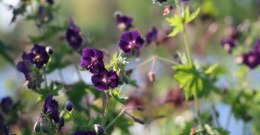 Bodziszek żałobny- Geranium phaeum 'Raven'