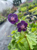 Bodziszek żałobny- Geranium phaeum 'Raven'